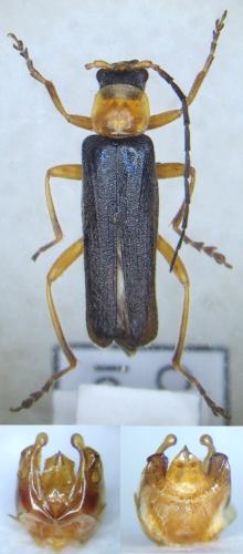 Ancistronycha abdominalis